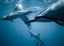 kaiyun：开启云端生活的美好风景